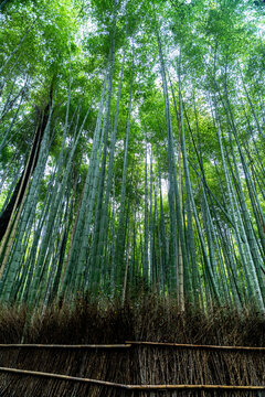 View of towering bamboo stalks reach for the sky, their green leaves filtering sunlight in a serene forest, a natural cathedral of tranquility, Kyoto, Kyoto, Japan.