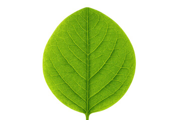 Fresh green leaf demonstrating nature, growth, ecology, and environmental concepts with detailed veins on transparent background