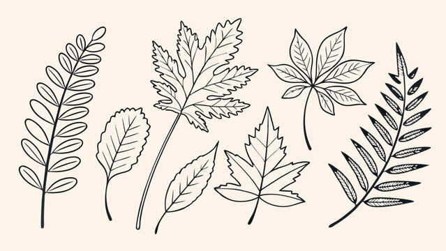 Botanical Hand Drawn Leaves Vector Set for Natural Product Branding Eco Friendly Marketing and Web Design Graphics