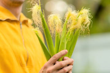 Fresh corn in male hands, symbol of harvest and hard work. Organic food, homegrown farming, countryside life, and healthy rural nutrition.