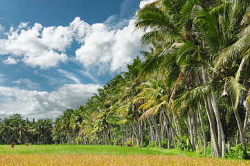 tropical palm grove on a sunny day, Ubud, Bali, Indonesia
