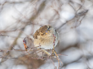 Sparrow sits on a branch without leaves.