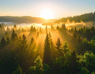 Forêt au lever du soleil – lumière dorée et atmosphère paisible de nature