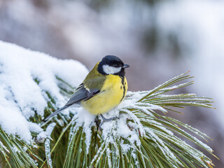 Cute bird Great tit, songbird sitting on the fir branch with snow in winter