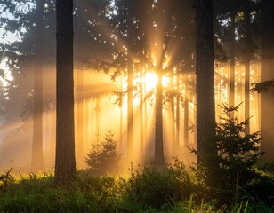 Forêt au lever du soleil – lumière dorée et atmosphère paisible de nature