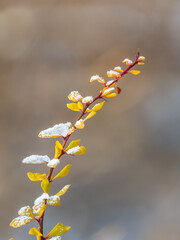 Autumn branches with yellow and red leaves covered in snow.