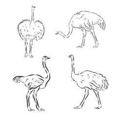 Wild bird ostrich, vector sketch