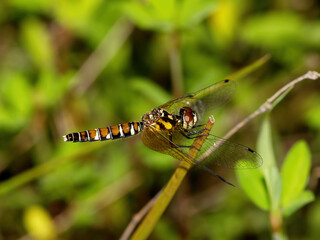 Nannophya pygmaea, a small female dragonfly species found in shallow ponds and mountain wetlands of Korea, observed during egg-laying behavior. Photographed in Korea.