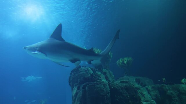 A sleek shark and manta ray glide through clear blue waters over rocky formations, showcasing the power and mystery of underwater inhabitants. 4k stock video