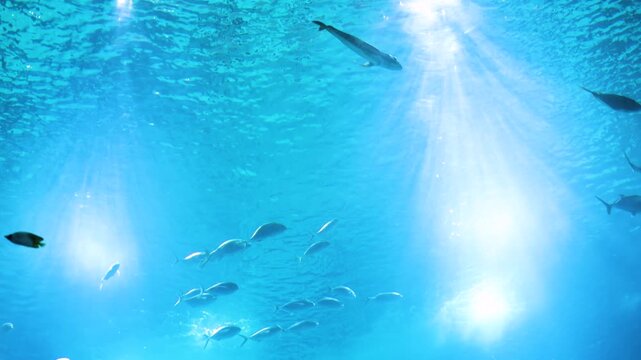 A group of large fish swims gracefully in clear blue ocean water, illuminated by sunlight filtering from above, evoking serenity and marine life harmony. 4k stock video