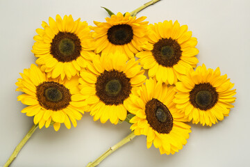 Obraz premium Beautiful sunflowers on grey background