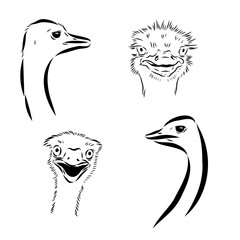 Wild bird ostrich, vector sketch