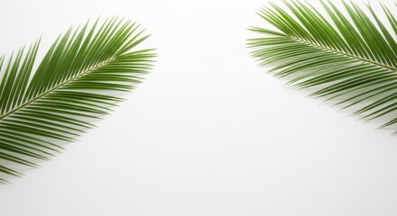Obraz premium Two palm leaves on a white background, tropical element for summer vacation and exotic travel