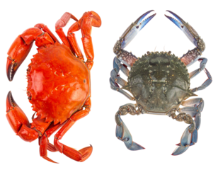  Cooked and Raw Whole Crabs Side by Side, Top-Down View, Isolated on Transparent Background