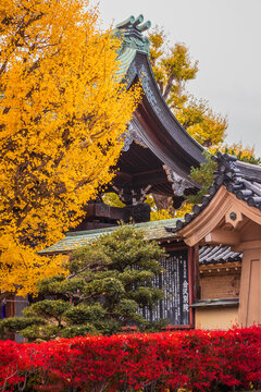View of vibrant autumn foliage explodes in fiery reds and radiant yellows against the backdrop of traditional Japanese architecture, Kanazawa, Ishikawa, Japan.
