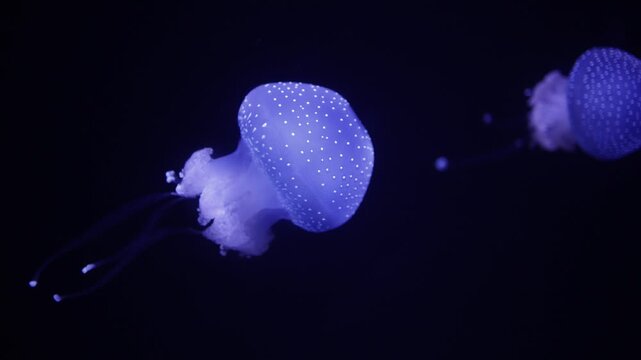 A translucent blue jellyfish with white spots floats gracefully in dark underwater surroundings, illuminated to highlight its ethereal and delicate structure. 4k slowmotion stock video