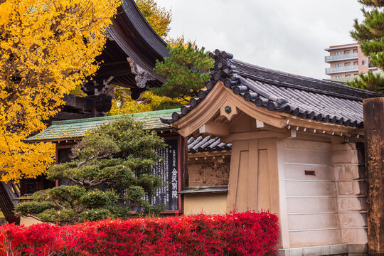 View of vibrant red bushes contrasting with the traditional architecture and golden autumn foliage, creating a serene yet striking scene, Kanazawa, Ishikawa, Japan.