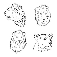 lion, wild animal, vector sketch