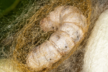 Silkworm creates its cocoon in a natural setting