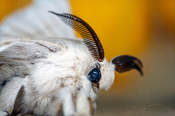 Beautiful silkworm moth Bombyx mori close-up view