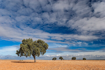 Large holm oak tree stands alone in ploughed field in Aljarafe