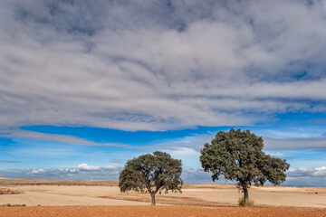 Large holm oak trees in a ploughed field under a cloudy sky