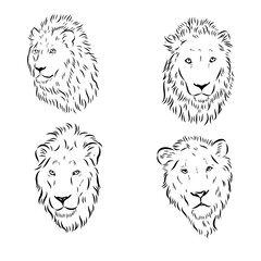 lion, wild animal, vector sketch
