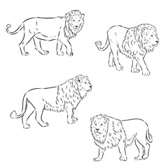 lion, wild animal, vector sketch