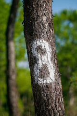 Number eight painted on a pine tree in a lush green forest