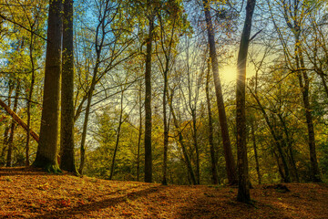 Fototapeta premium Jesień w lesie na Warmii.