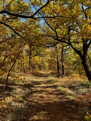 Fototapeta premium Autumn forest path covered with golden leaves