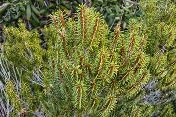 Closeup of a False Rosemary plant growing in the seaside dunes near Gulf Shores, Alabama.