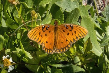 Closeup of a Monarch Butterfly on green leaves during migration near Gulf Shores, Alabama.