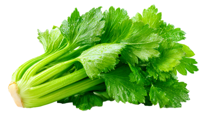 Crisp celery bunch isolated, Fresh celery stalk with roots