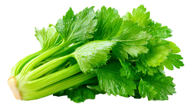 Crisp celery bunch isolated, Fresh celery stalk with roots