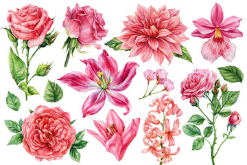 Watercolor pink flowers collection roses lilies dahlias orchids and hyacinths realistic botanical floral set for spring design