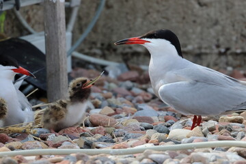 tern chick