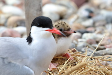 tern chick