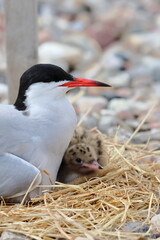 tern chick