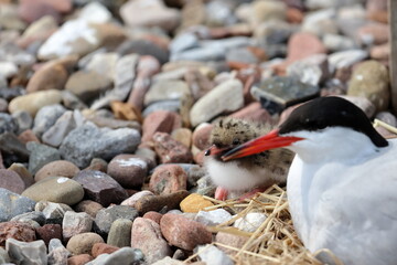 tern chick