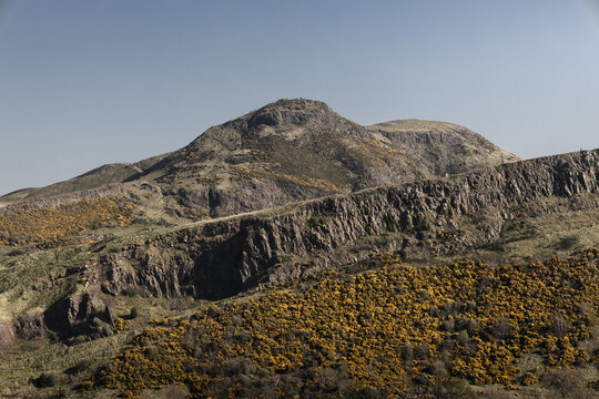 View of a craggy mountain peak rises above a dramatic cliff face adorned with vibrant yellow gorse under a clear sky, Edinburgh, Scotland, United Kingdom.