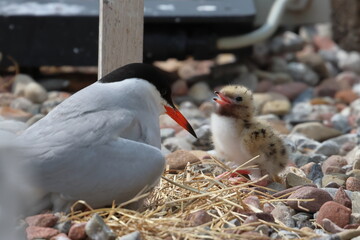 tern chick