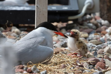 tern chick