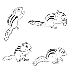 chipmunk, wild animal, vector sketch