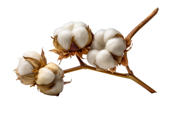 Cotton plant branch with fluffy white bolls on a transparent background, cut out