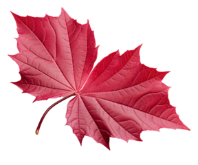 Maple leaf red tone, Autumn red maple leaf