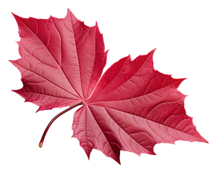 Maple leaf red tone, Autumn red maple leaf