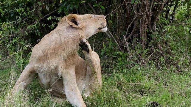 Close-up of lioness scratching her neck with hind leg in Masai Mara