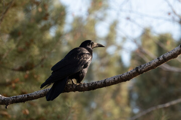A black bird rook, perched on a bare branch with a blurred natural background. The bird is in profile, facing right, with sunlight highlighting its feathers.