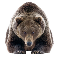 Obraz premium Png of closeup portrait of a brown bear isolated on transparent background, looking directly at the camera with a serious expression